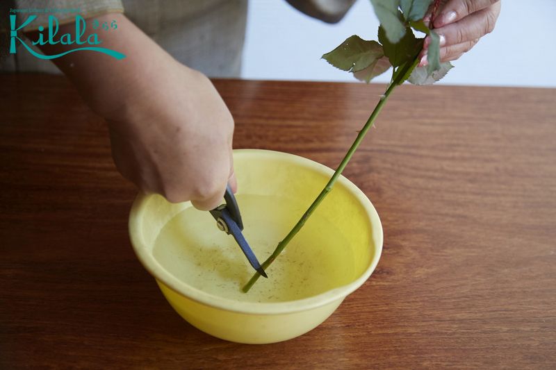 cắt trong nước sẽ giúp cho hoa tươi lâu hơn